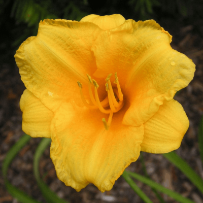 Hemerocallis 'Stella de Oro'