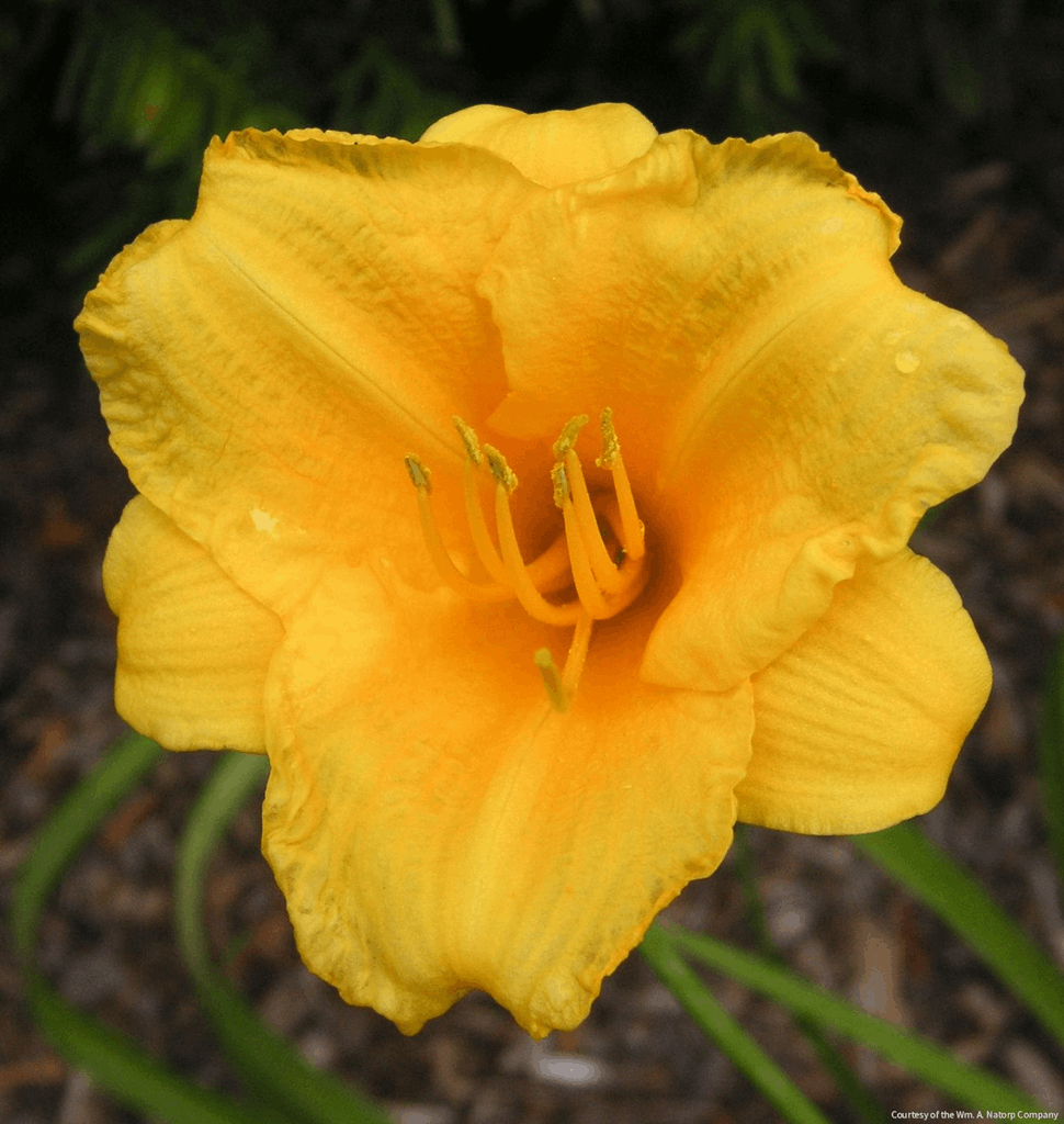 Hemerocallis 'Stella de Oro'
