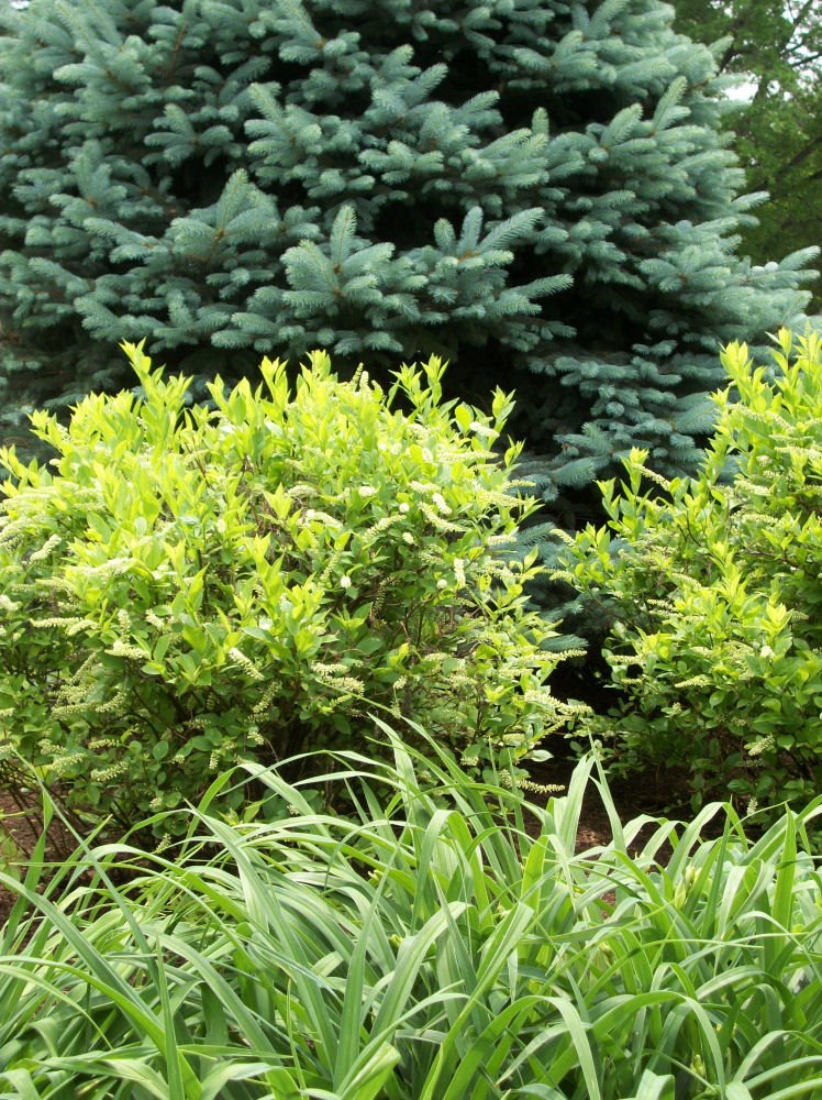 Henry's Garnet Virginia Sweetspire (Itea virginica 'Henry's Garnet') - 1 gallon