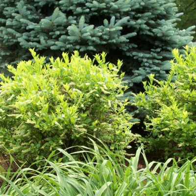 Henry's Garnet Virginia Sweetspire (Itea virginica 'Henry's Garnet') - 3 gallon 15"