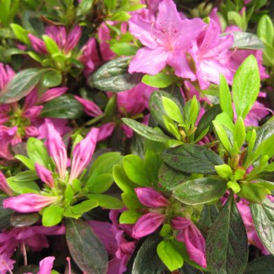 Herbert Azalea (Azalea x 'Herbert') - 3 gallon 15"