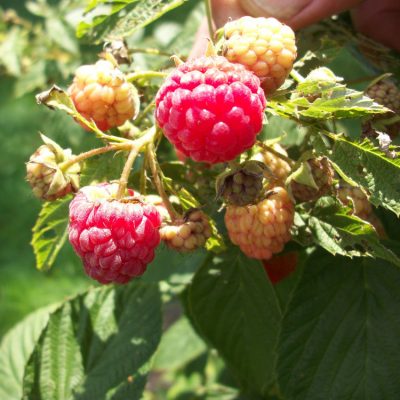 Heritage Everbearing Red Raspberry (Rubus idaeus 'Heritage') - 1 gallon 12"