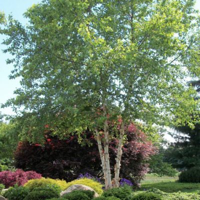 Heritage River Birch (Betula nigra 'Cully') - 3 gallon 36"
