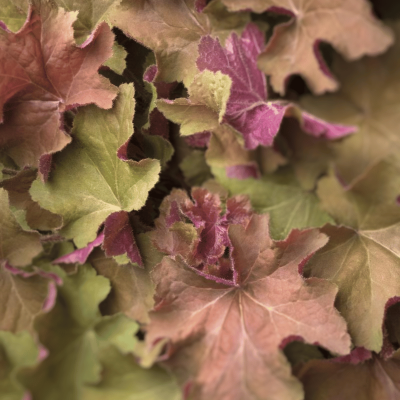 Heuchera 'Caramel'