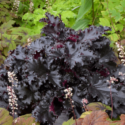 Heuchera 'Black Taffeta'