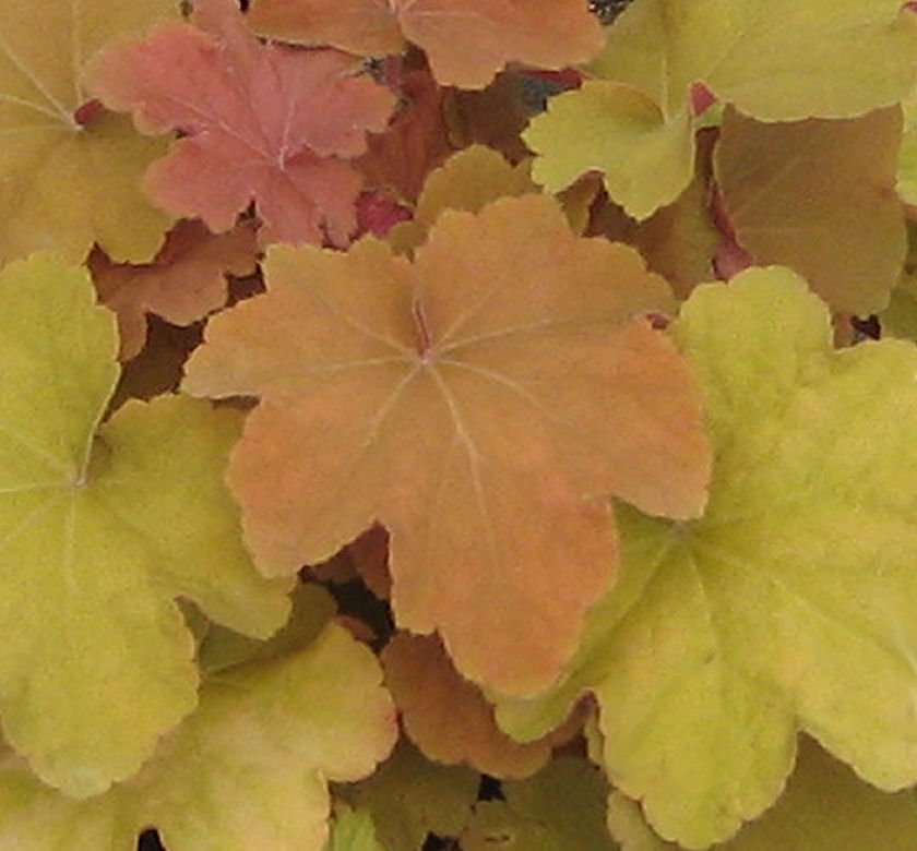 Heuchera 'Caramel' - Image 2