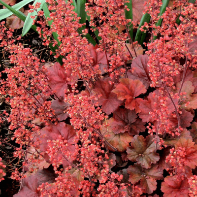 Heuchera 'Cherry Cola'