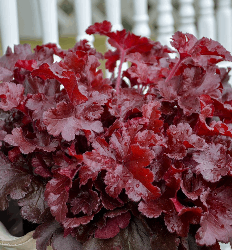 Heuchera Dolce® 'Cherry Truffles' - Image 2