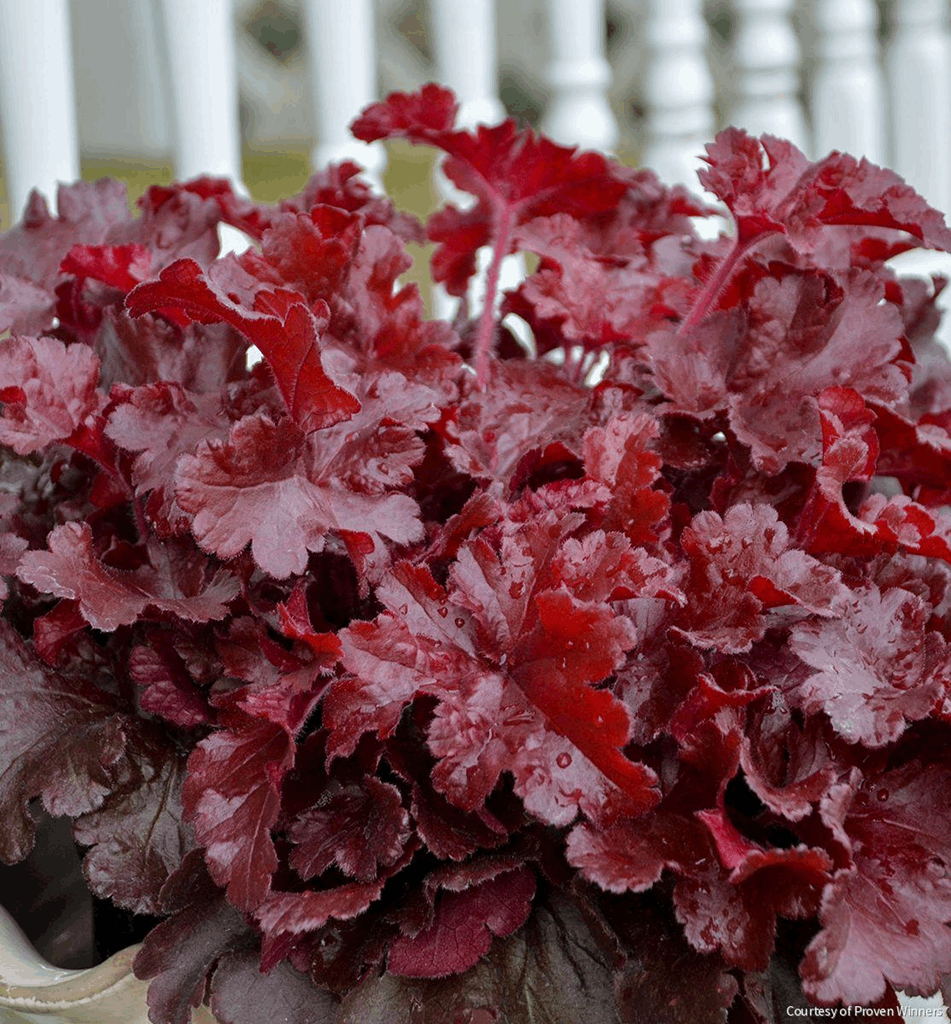 Heuchera Dolce® 'Cherry Truffles'