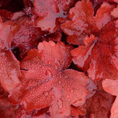 Heuchera 'Fire Alarm'