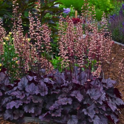 Heuchera 'Grape Expectations'