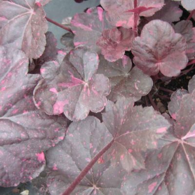 Heuchera 'Midnight Rose'