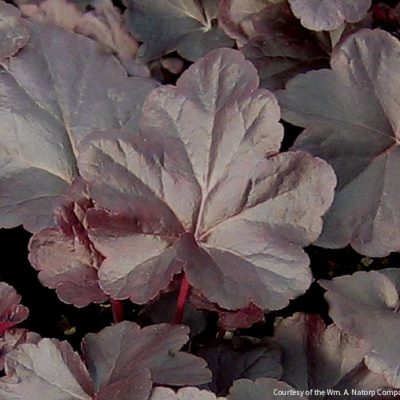 Heuchera 'Obsidian'