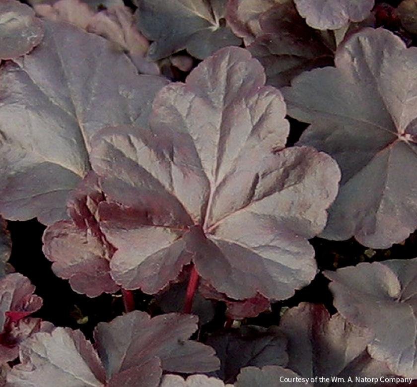 Heuchera 'Obsidian'