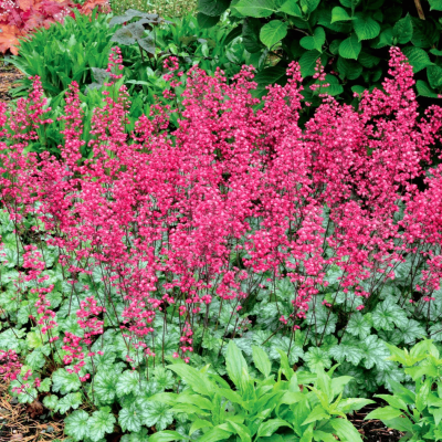 Heuchera 'Paris'