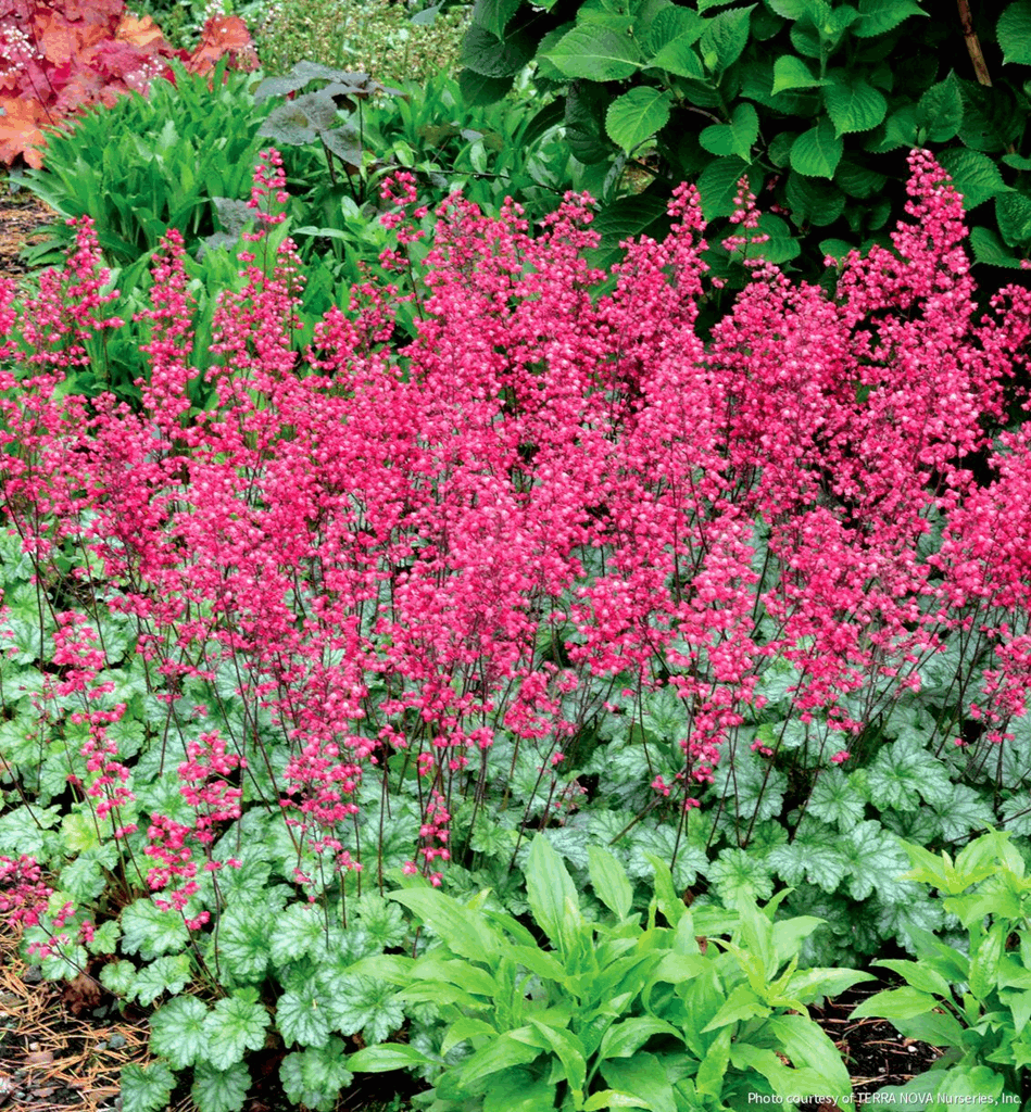 Heuchera 'Paris'