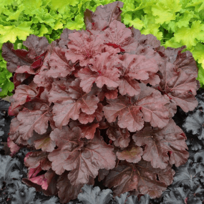 Heuchera Primo® 'Mahogany Monster'