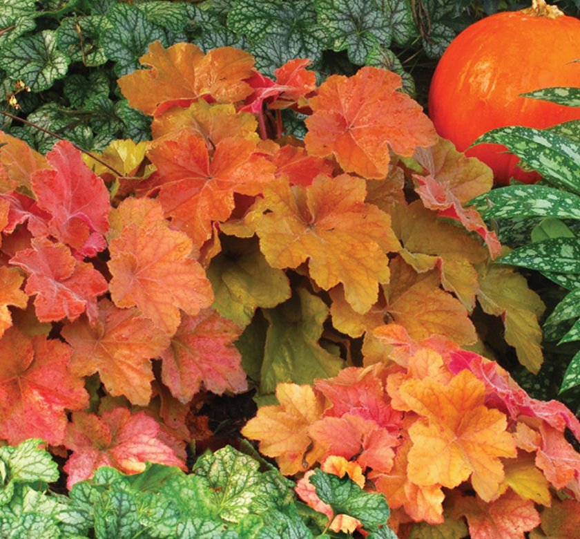 Heuchera 'Southern Comfort' - Image 2