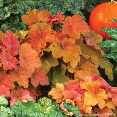 Heuchera 'Southern Comfort'