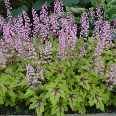 Heucherella Fun and Games® 'Eye Spy'