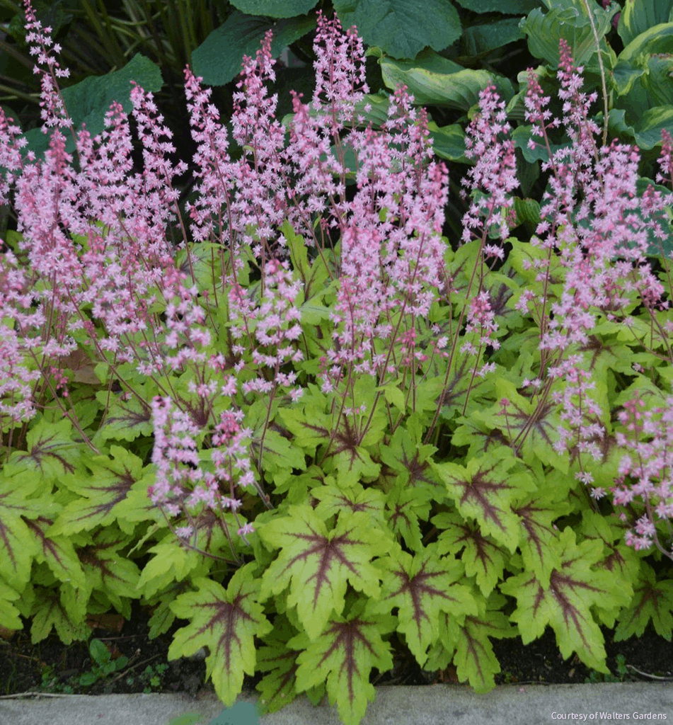 Heucherella Fun and Games® 'Eye Spy'