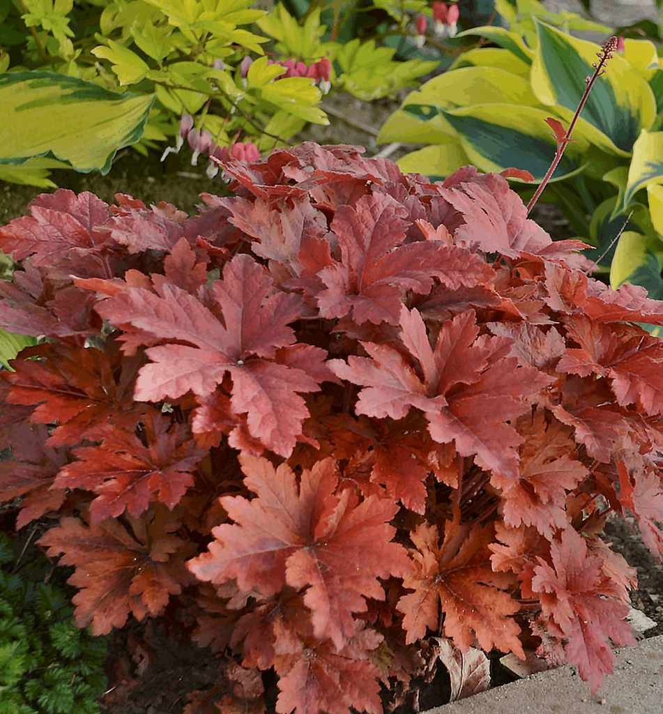 Heucherella Fun and Games® 'Hopscotch' - Image 2