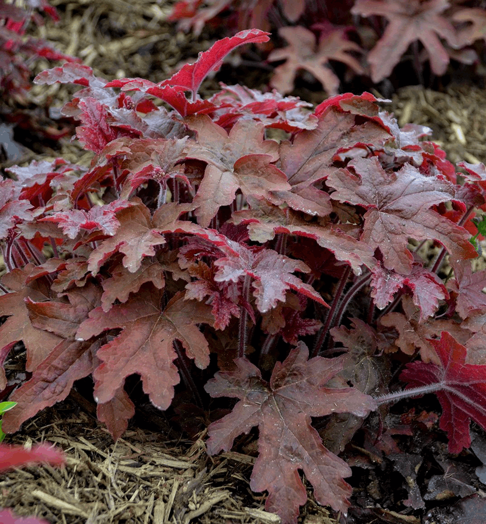 Heucherella Fun and Games® 'Red Rover' - Image 2