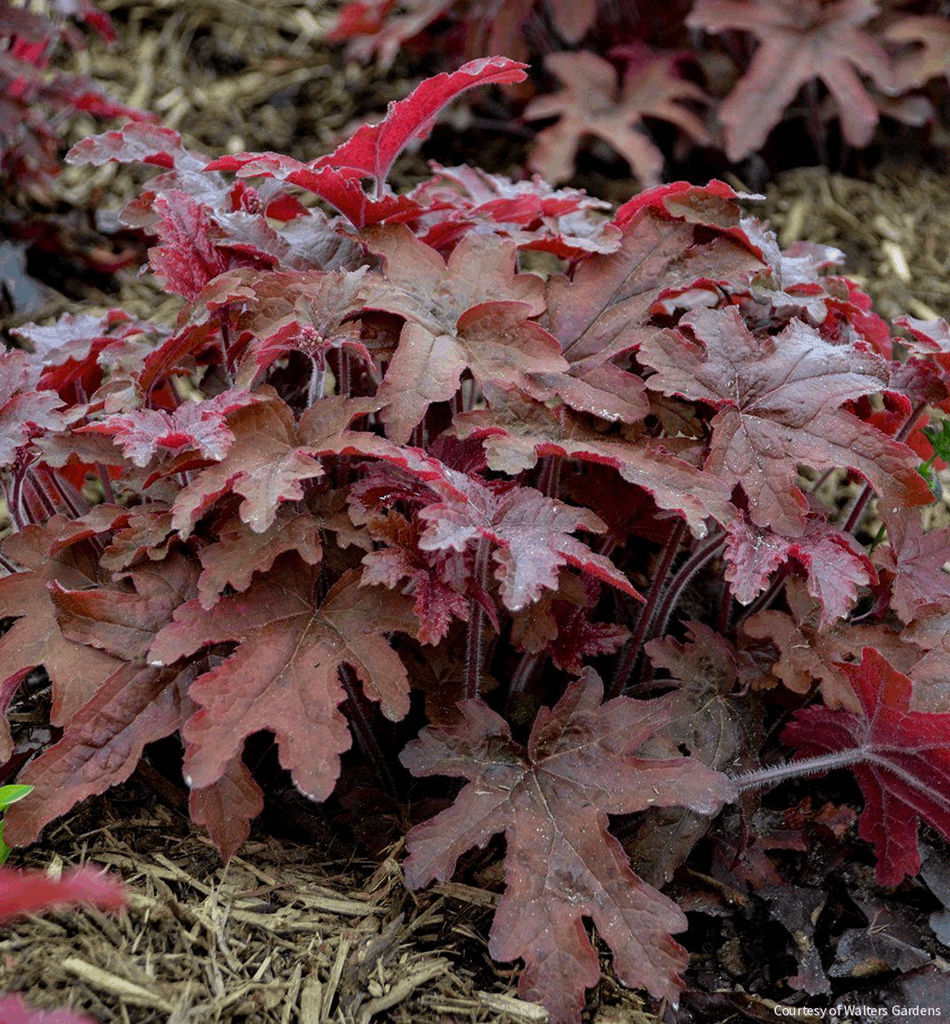 Heucherella Fun and Games® 'Red Rover'