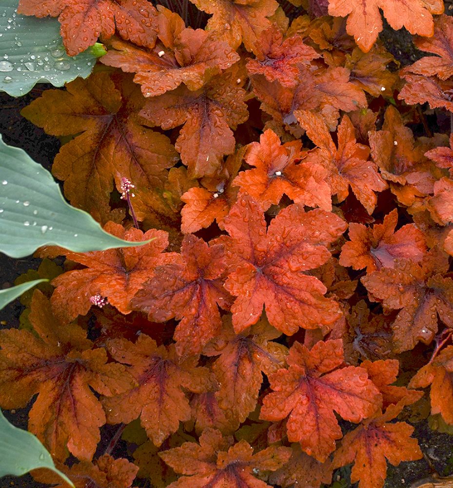 Heucherella 'Pumpkin Spice' - Image 2