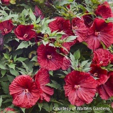 Hibiscus 'Blackberry Merlot'