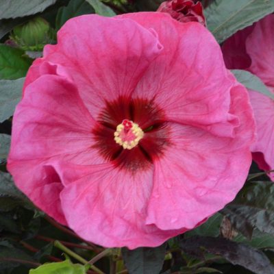 Hibiscus Summerific® 'Berry Awesome'