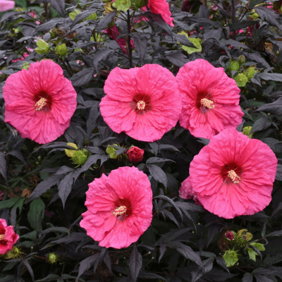 Hibiscus Summerific® 'Evening Rose'