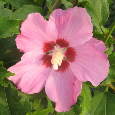 Hibiscus s. 'Aphrodite'