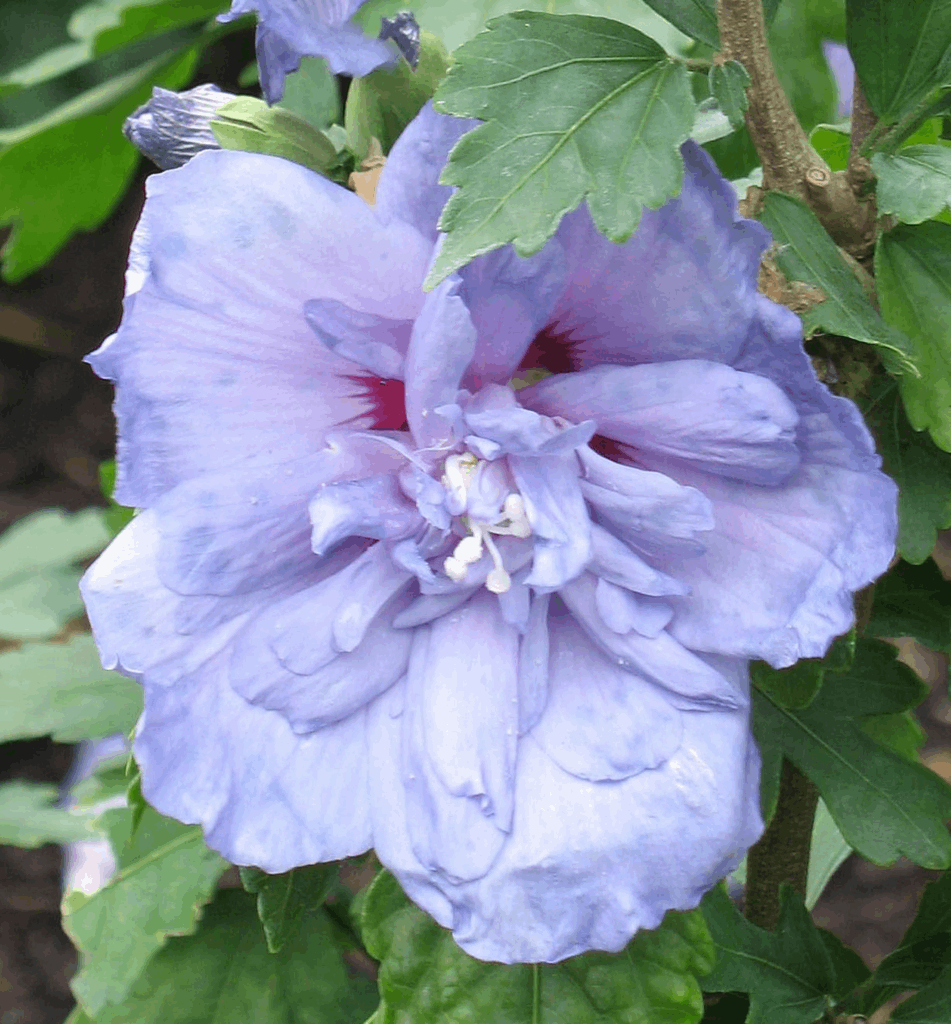 Hibiscus s. Blue Chiffon® - Image 2