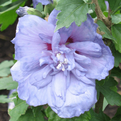 Hibiscus s. Blue Chiffon®