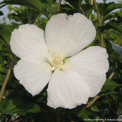 Hibiscus s. 'Diana'