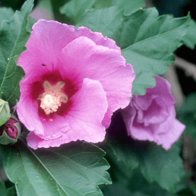 Hibiscus s. 'Minerva'