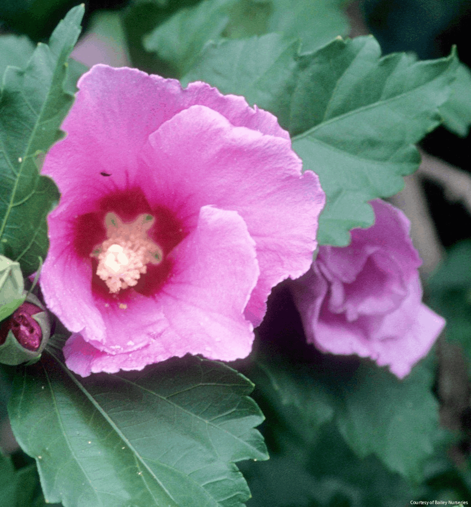Hibiscus s. 'Minerva'