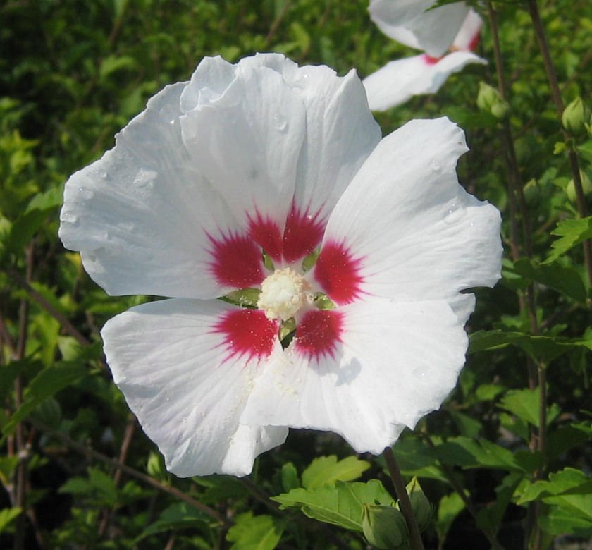 Hibiscus s. 'Red Heart' - Image 2