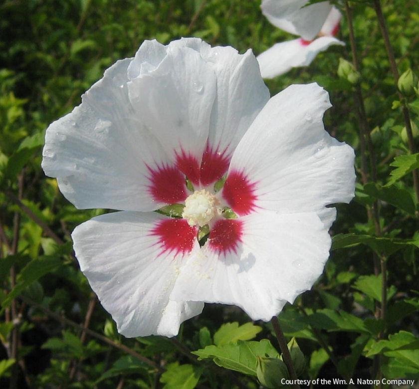 Hibiscus s. 'Red Heart'