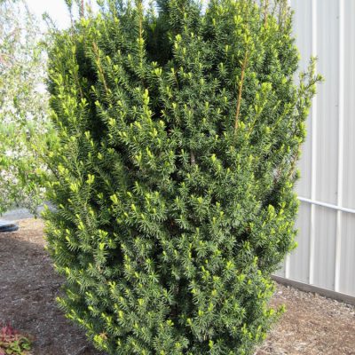Hick's  Yew (Taxus x media 'Hicksii') - 1 gallon