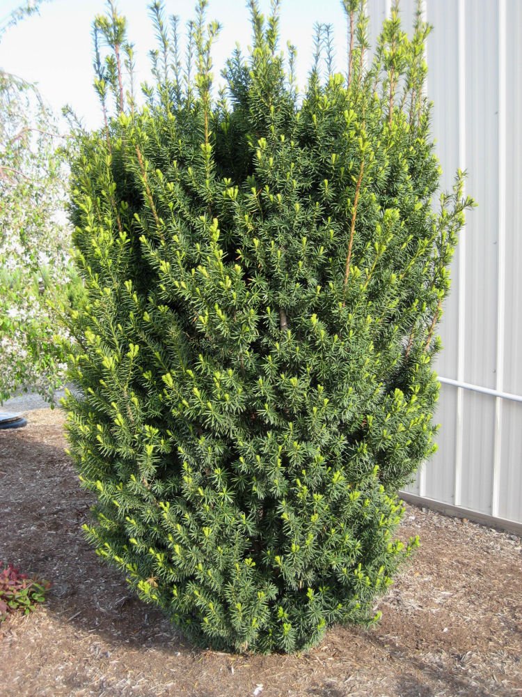 Hick's Yew (Taxus x media 'Hicksii') - 3 gallon 15"