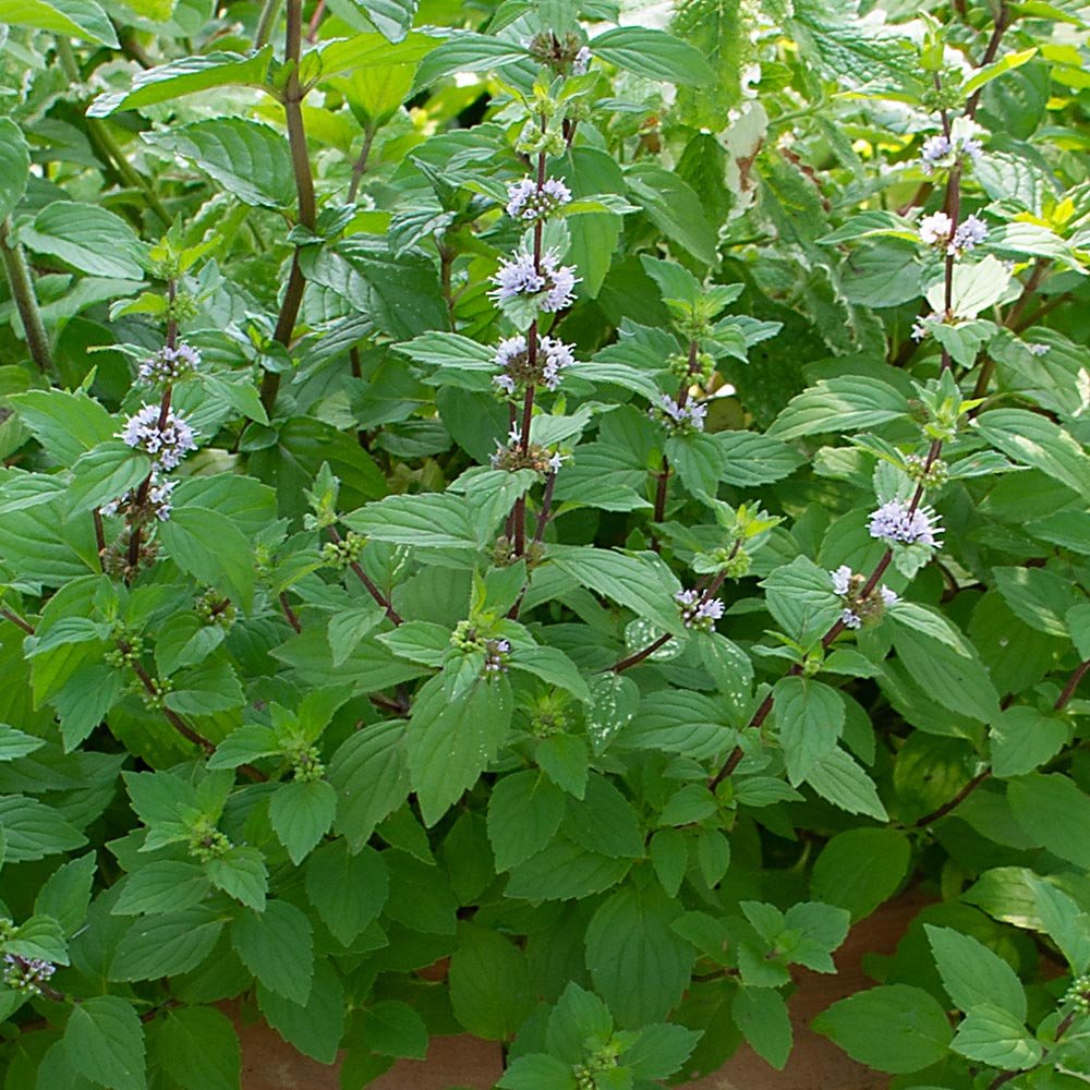 Hillary’s Sweet Lemon Mint (Mentha ‘Hillary’s Sweet Lemon’) - QT