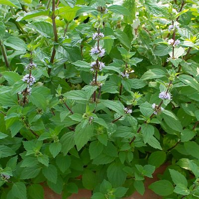 Hillary’s Sweet Lemon Mint (Mentha ‘Hillary’s Sweet Lemon’) - QT
