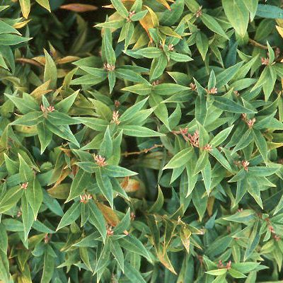 Himalayn sweet box (Sarcococca hookeriana var. humilis) - 2 gallon