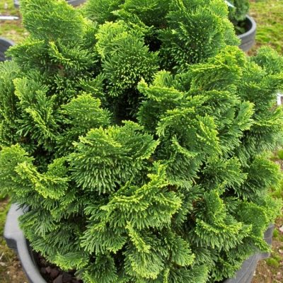 Hinoki False Cypress (Chamaecyparis obtusa 'Nana') - 3 gallon 12"