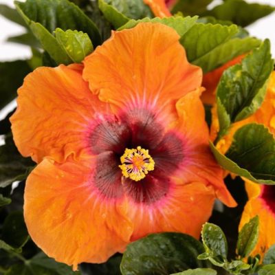 Hollywood Hibiscus™Disco Diva™ (Hibiscus Rosa-sinensis Disco Diva™) - 2 gallon