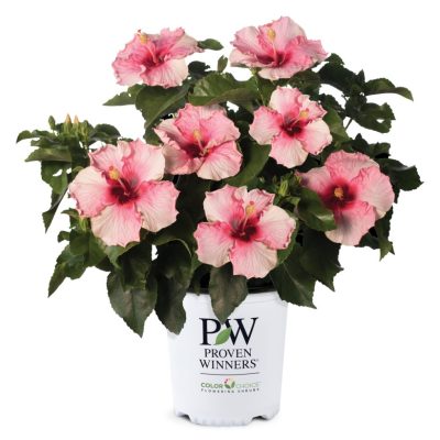 Hollywood Hibiscus™ Talk of the Town™ (Hibiscus rosa-sinensis Talk of the Town™ (AH-64)) - 2 gallon