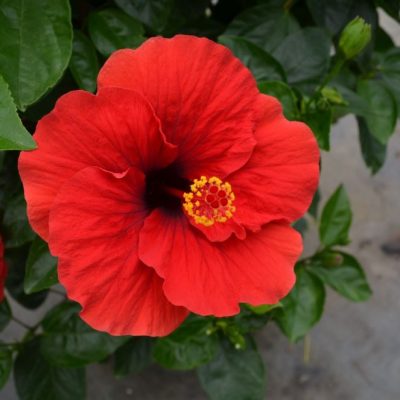 Hollywood Hibiscus™ Hot Shot™ (Hibiscus rosa-sinensis Hot Shot™) - 2 gallon