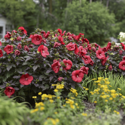 Holy Grail Hibiscus